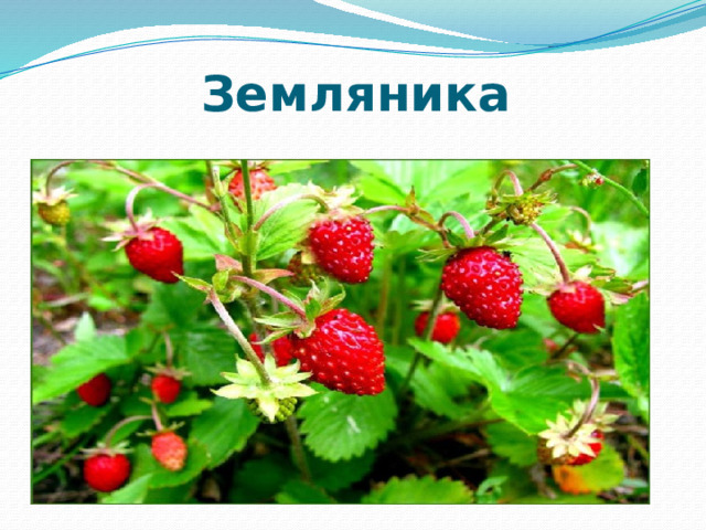Земляника 