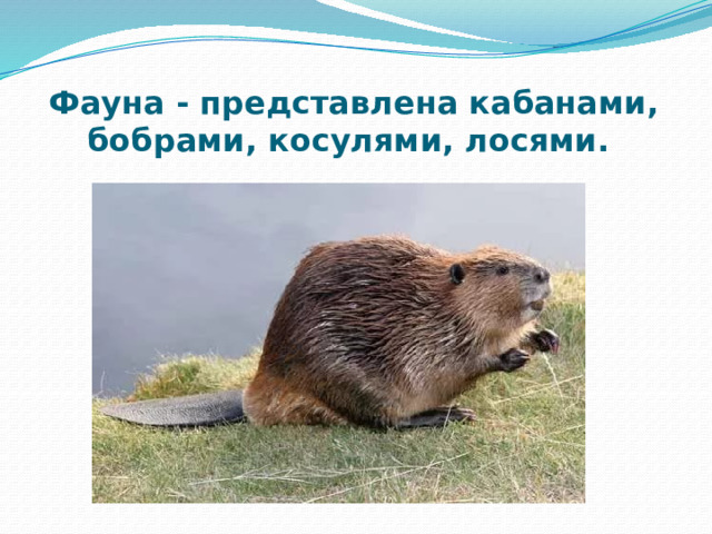 Фауна - представлена кабанами, бобрами, косулями, лосями.    
