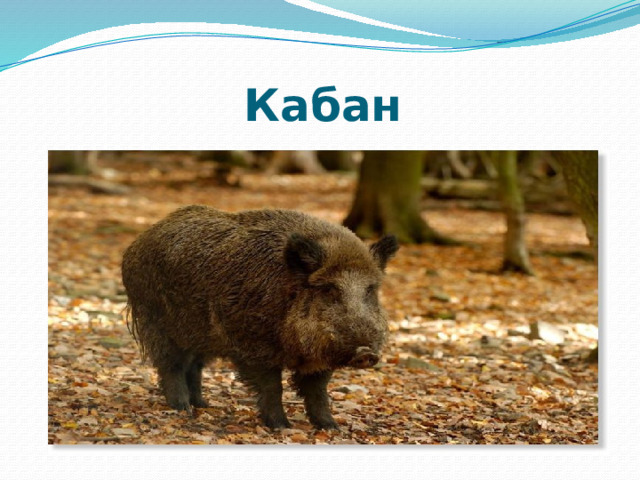 Кабан 