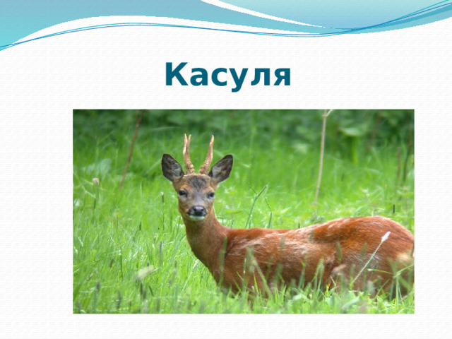 Касуля 