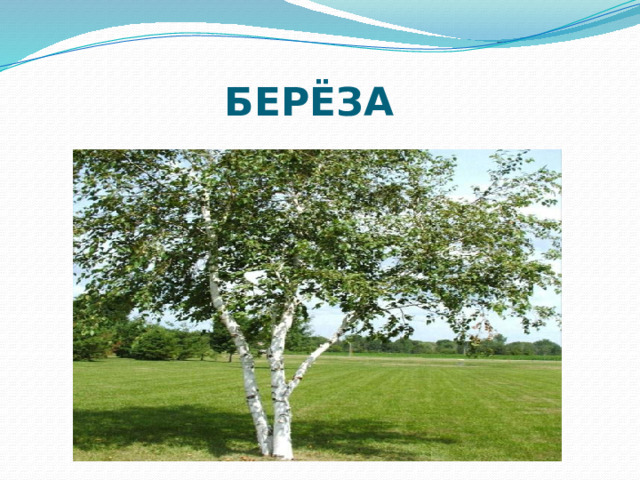  БЕРЁЗА 
