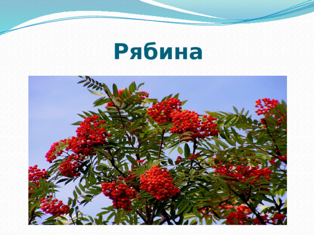 Рябина 