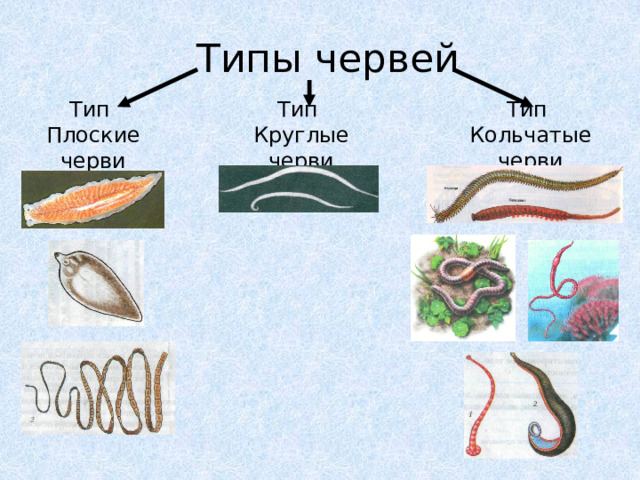 Типы червей Тип  Плоские черви Тип  Круглые черви Тип  Кольчатые черви 