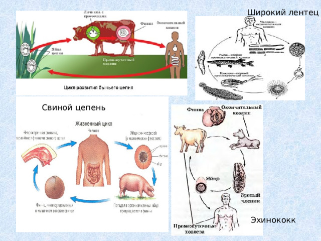 Широкий лентец Свиной цепень Эхинококк 