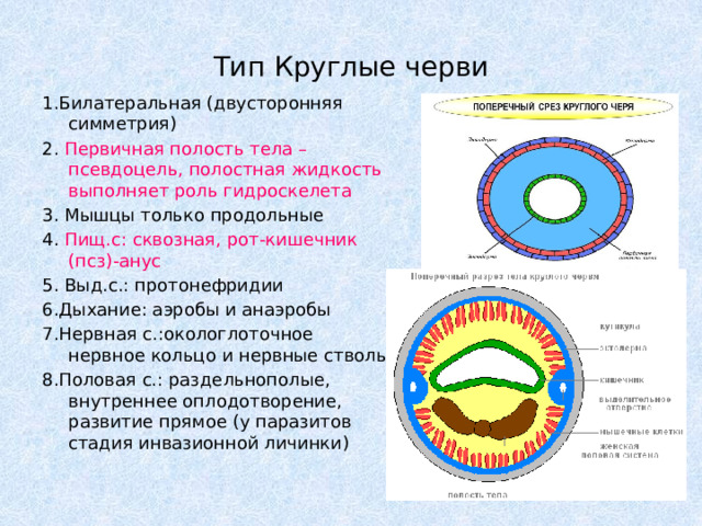 Что понимают под термином первичная полость тела