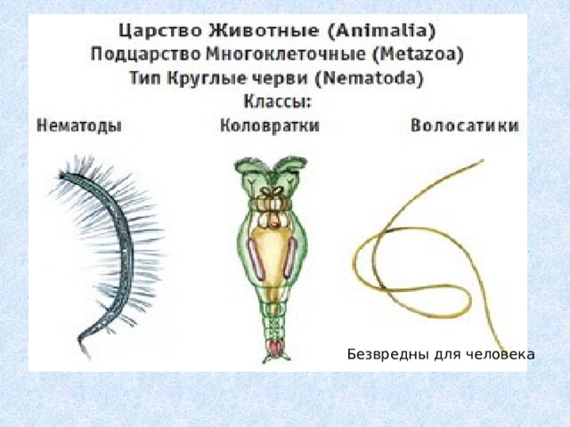 Безвредны для человека 