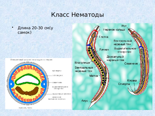 Класс Нематоды Длина 20-30 см(у самок) 