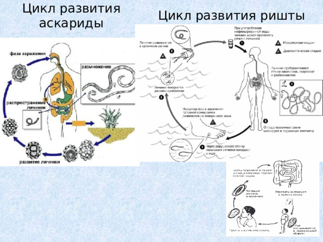 Цикл развития аскариды Цикл развития ришты 