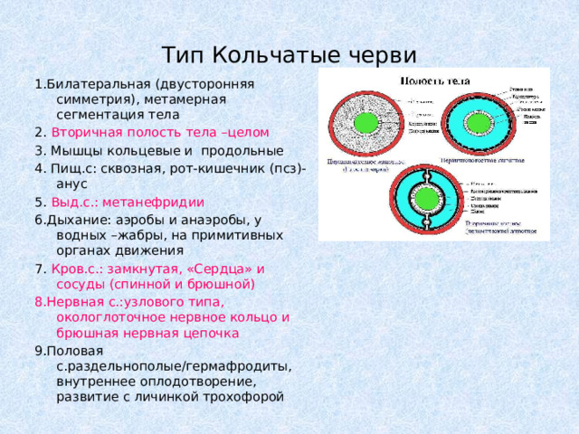 Тип Кольчатые черви 1.Билатеральная (двусторонняя симметрия), метамерная сегментация тела 2. Вторичная полость тела –целом 3. Мышцы кольцевые и продольные 4. Пищ.с: сквозная, рот-кишечник (псз)-анус 5. Выд.с.: метанефридии 6.Дыхание: аэробы и анаэробы, у водных –жабры, на примитивных органах движения 7. Кров.с.: замкнутая, «Сердца» и сосуды (спинной и брюшной) 8.Нервная с.:узлового типа, окологлоточное нервное кольцо и брюшная нервная цепочка 9.Половая с.раздельнополые/гермафродиты, внутреннее оплодотворение, развитие с личинкой трохофорой 