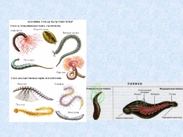 От каких животных произошли кольчатые черви моллюски