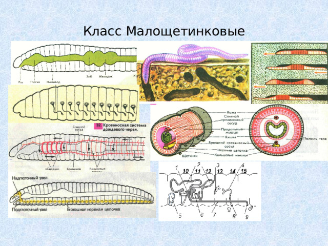 Класс Малощетинковые 