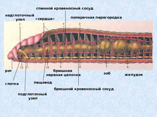 спинной кровеносный сосуд надглоточный узел поперечная перегородка «сердца» рот брюшная нервная цепочка зоб желудок пищевод глотка брюшной кровеносный сосуд подглоточный узел 