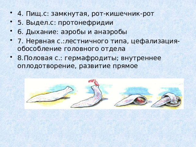 4. Пищ.с: замкнутая, рот-кишечник-рот 5. Выдел.с: протонефридии 6. Дыхание: аэробы и анаэробы 7. Нервная с.:лестничного типа, цефализация- обособление головного отдела 8.Половая с.: гермафродиты; внутреннее оплодотворение, развитие прямое 