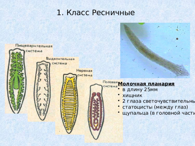 1. Класс Ресничные Молочная планария в длину 25мм хищник 2 глаза светочувствительные статоцисты (между глаз) щупальца (в головной части) 