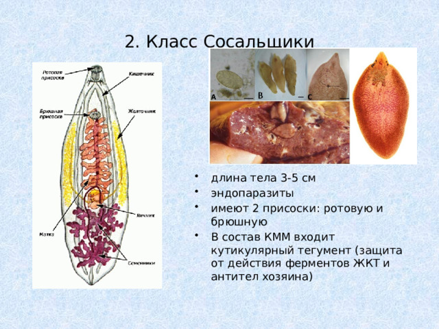 2. Класс Сосальщики длина тела 3-5 см эндопаразиты имеют 2 присоски: ротовую и брюшную В состав КММ входит кутикулярный тегумент (защита от действия ферментов ЖКТ и антител хозяина) 