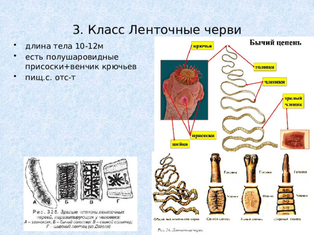 3. Класс Ленточные черви длина тела 10-12м есть полушаровидные присоски+венчик крючьев пищ.с. отс-т 