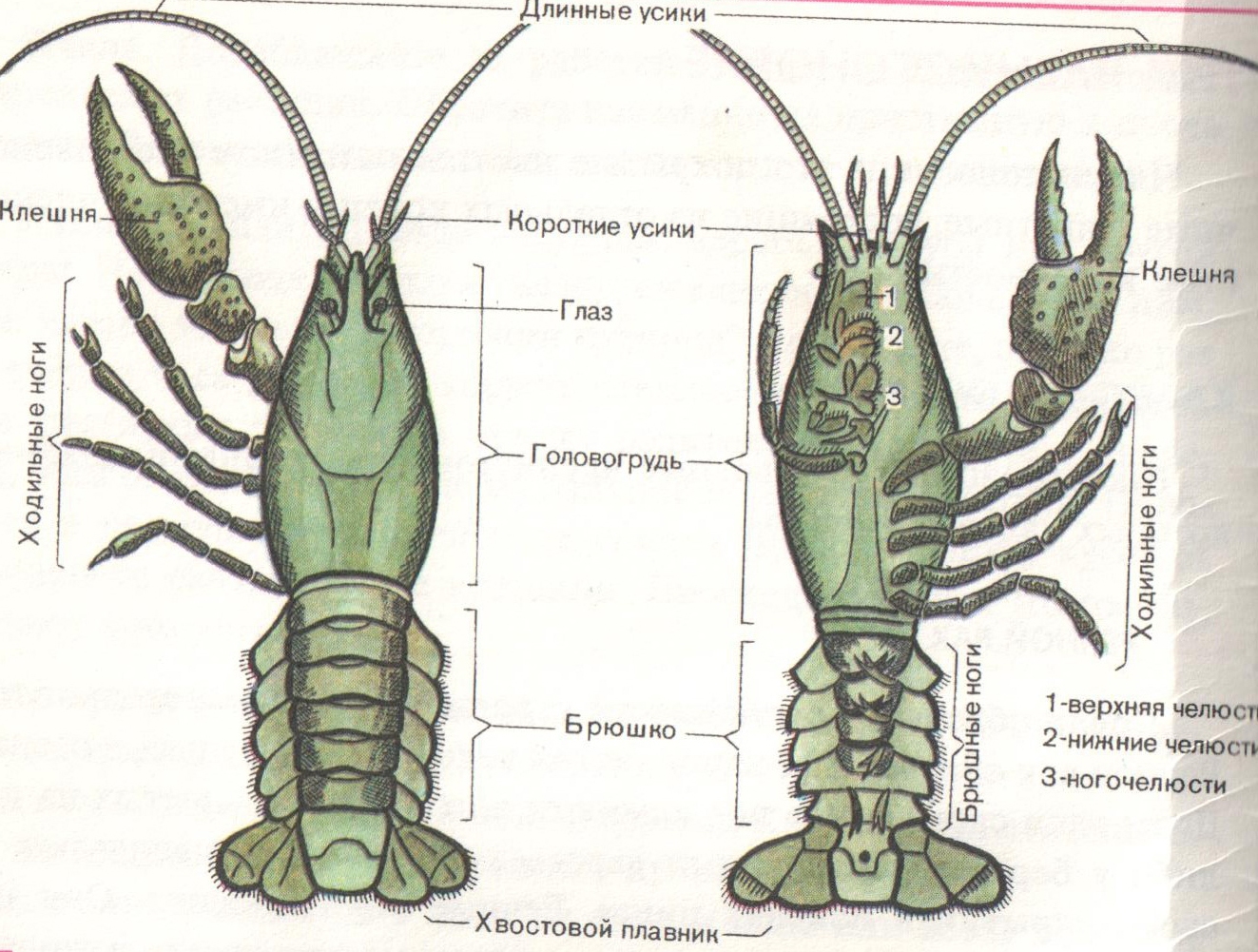 Внутреннее строение речного рака рисунок с подписями