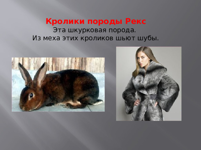 Кролики породы Рекс Эта шкурковая порода. Из меха этих кроликов шьют шубы. 