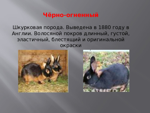 Чёрно-огненный Шкурковая порода. Выведена в 1880 году в Англии. Волосяной покров длинный, густой, эластичный, блестящий и оригинальной окраски 