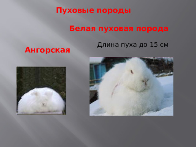 Пуховые породы  Белая пуховая порода Длина пуха до 15 см Ангорская 