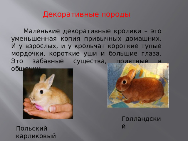 Декоративные породы  Маленькие декоративные кролики – это уменьшенная копия привычных домашних. И у взрослых, и у крольчат короткие тупые мордочки, короткие уши и большие глаза. Это забавные существа, приятные в общении. Голландский Польский карликовый 
