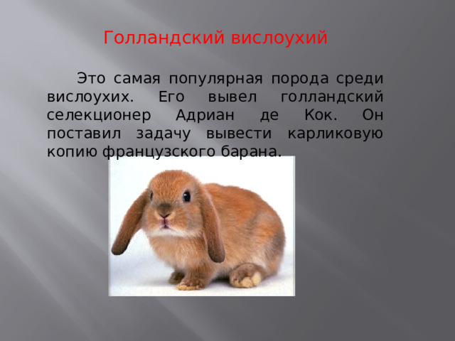 Голландский вислоухий  Это самая популярная порода среди вислоухих. Его вывел голландский селекционер Адриан де Кок. Он поставил задачу вывести карликовую копию французского барана. 