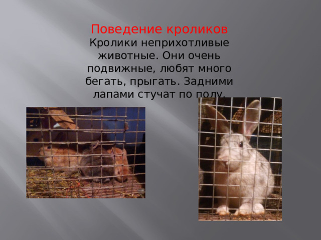 Поведение кроликов Кролики неприхотливые животные. Они очень подвижные, любят много бегать, прыгать. Задними лапами стучат по полу. 