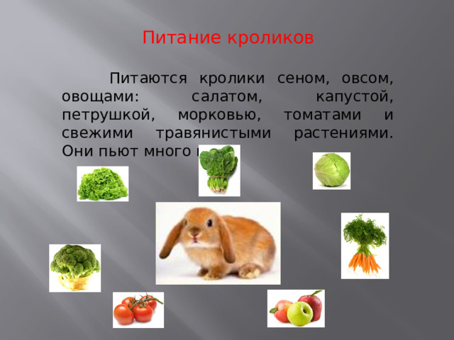 Питание кроликов  Питаются кролики сеном, овсом, овощами: салатом, капустой, петрушкой, морковью, томатами и свежими травянистыми растениями. Они пьют много воды. 