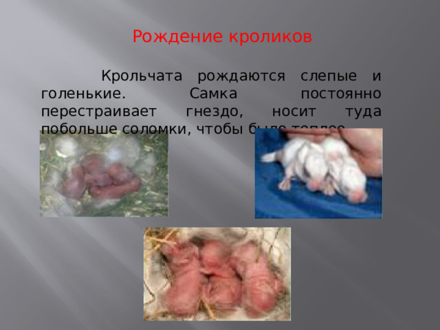 Рождение кроликов  Крольчата рождаются слепые и голенькие. Самка постоянно перестраивает гнездо, носит туда побольше соломки, чтобы было теплее. 