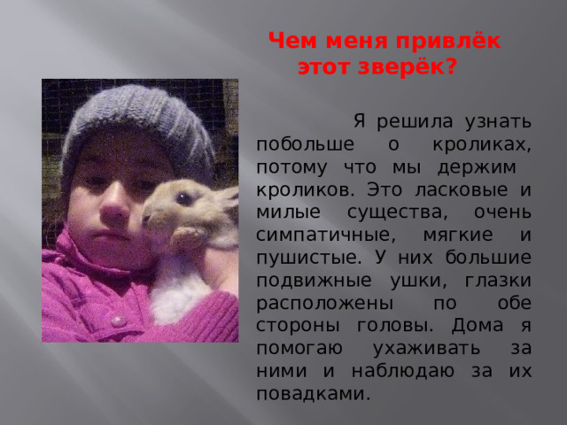  Чем меня привлёк этот зверёк?   Я решила узнать побольше о кроликах, потому что мы держим кроликов. Это ласковые и милые существа, очень симпатичные, мягкие и пушистые. У них большие подвижные ушки, глазки расположены по обе стороны головы. Дома я помогаю ухаживать за ними и наблюдаю за их повадками. 