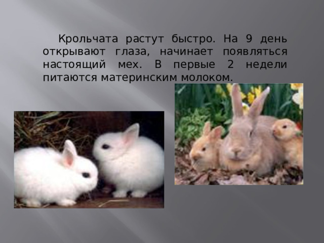  Крольчата растут быстро. На 9 день открывают глаза, начинает появляться настоящий мех. В первые 2 недели питаются материнским молоком. 