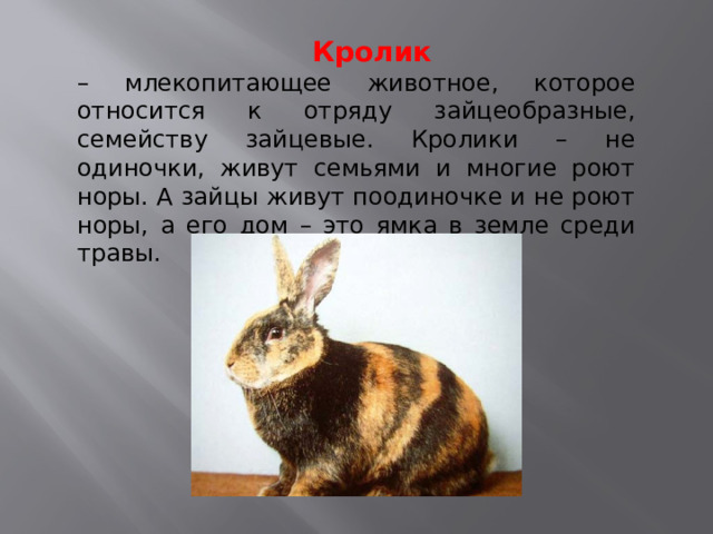  Кролик – млекопитающее животное, которое относится к отряду зайцеобразные, семейству зайцевые. Кролики – не одиночки, живут семьями и многие роют норы. А зайцы живут поодиночке и не роют норы, а его дом – это ямка в земле среди травы. 