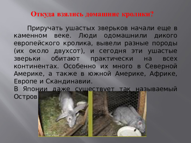  Приручать ушастых зверьков начали еще в каменном веке. Люди одомашнили дикого европейского кролика, вывели разные породы (их около двухсот), и сегодня эти ушастые зверьки обитают практически на всех континентах. Особенно их много в Северной Америке, а также в южной Америке, Африке, Европе и Скандинавии. В Японии даже существует так называемый Остров кроликов – Окуносима. 