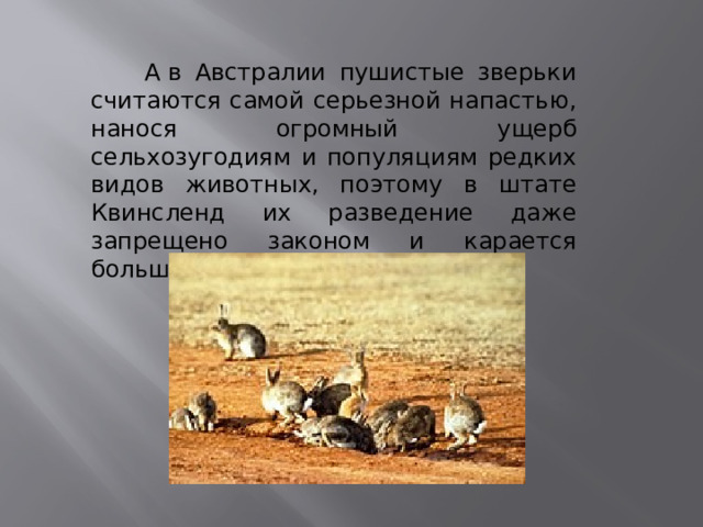  А в Австралии пушистые зверьки считаются самой серьезной напастью, нанося огромный ущерб сельхозугодиям и популяциям редких видов животных, поэтому в штате Квинсленд их разведение даже запрещено законом и карается большим штрафом. 