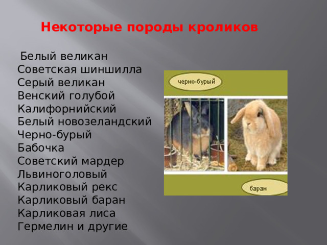 Некоторые породы кроликов   Белый великан Советская шиншилла Серый великан Венский голубой Калифорнийский Белый новозеландский Черно-бурый Бабочка Советский мардер Львиноголовый Карликовый рекс Карликовый баран Карликовая лиса Гермелин и другие 