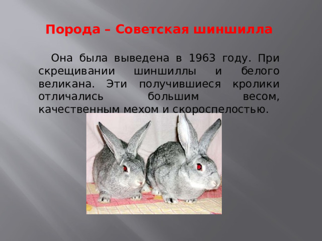 Порода – Советская шиншилла   Она была выведена в 1963 году. При скрещивании шиншиллы и белого великана. Эти получившиеся кролики отличались большим весом, качественным мехом и скороспелостью. 