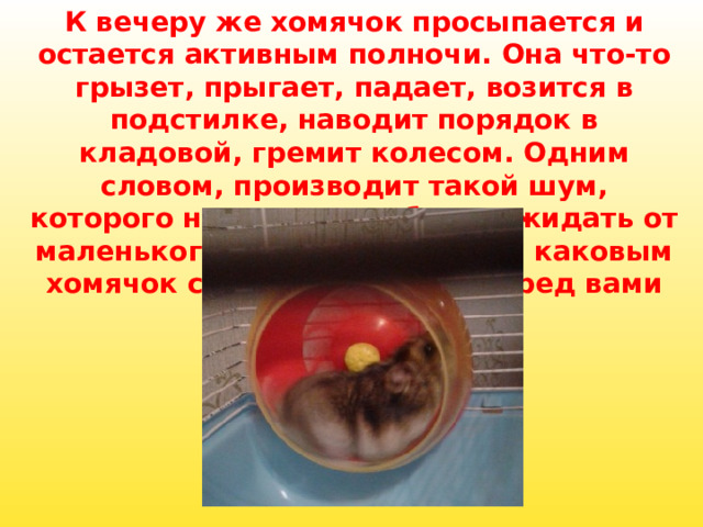 К вечеру же хомячок просыпается и остается активным полночи. Она что-то грызет, прыгает, падает, возится в подстилке, наводит порядок в кладовой, гремит колесом. Одним словом, производит такой шум, которого никак нельзя было ожидать от маленького сонного существа, каковым хомячок снова предстанет перед вами утром.       
