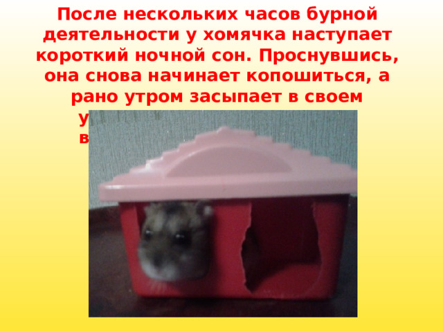 После нескольких часов бурной деятельности у хомячка наступает короткий ночной сон. Проснувшись, она снова начинает копошиться, а рано утром засыпает в своем уютном гнездышке, откуда выберется только вечером. 