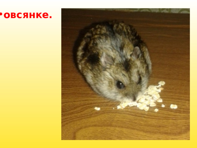 овсянке. 