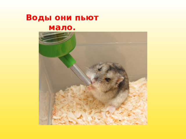 Воды они пьют мало. 