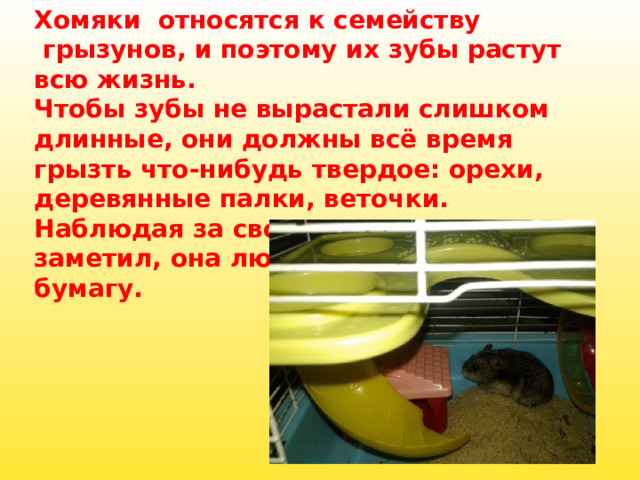 Хомяки  относятся к семейству  грызунов, и поэтому их зубы растут всю жизнь. Чтобы зубы не вырастали слишком длинные, они должны всё время грызть что-нибудь твердое: орехи, деревянные палки, веточки. Наблюдая за своим хомяком, я заметил, она любит грызть опилки, бумагу.        
