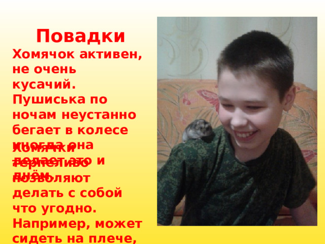        Повадки Хомячок активен, не очень кусачий. Пушиська по ночам неустанно бегает в колесе иногда она делает это и днём.  Хомячки терпеливо позволяют делать с собой что угодно. Например, может сидеть на плече,  