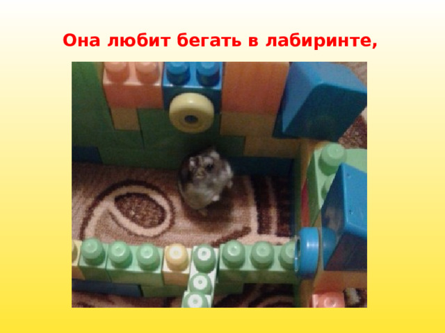 Она любит бегать в лабиринте, 