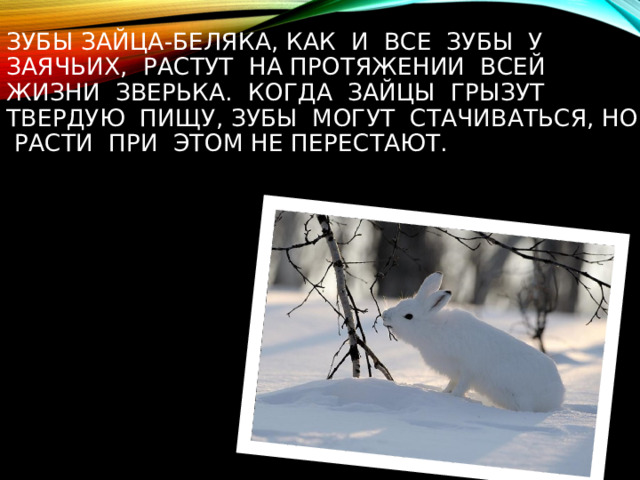 Почему кролик грызет клетку, и что делать? - новость от компании Панкроль ЮГ