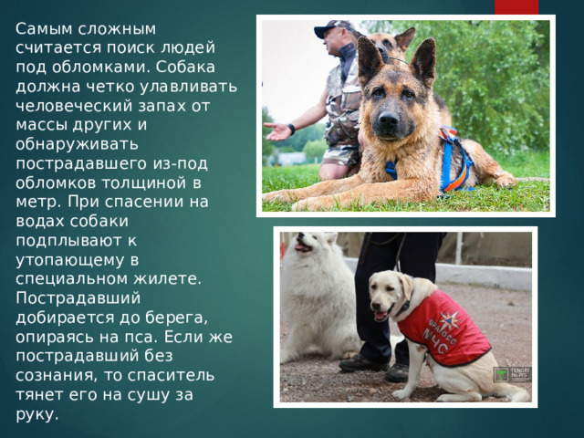 Самым сложным считается поиск людей под обломками. Собака должна четко улавливать человеческий запах от массы других и обнаруживать пострадавшего из-под обломков толщиной в метр. При спасении на водах собаки подплывают к утопающему в специальном жилете. Пострадавший добирается до берега, опираясь на пса. Если же пострадавший без сознания, то спаситель тянет его на сушу за руку. 