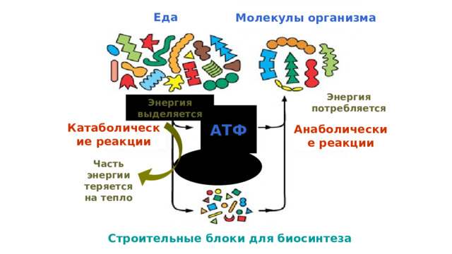 Еда Молекулы организма Энергия потребляется Энергия выделяется АТФ Катаболические реакции Анаболические реакции Часть энергии теряется на тепло Строительные блоки для биосинтеза 