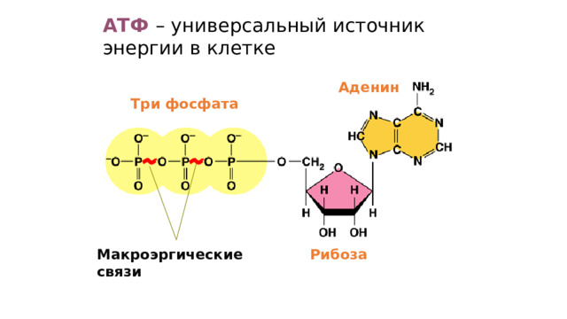 АТФ – универсальный источник энергии в клетке Аденин Три фосфата Рибоза Макроэргические связи 