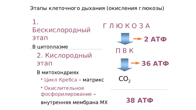 Этапы клеточного дыхания (окисления глюкозы) Г Л Ю К О З А 1. Бескислородный этап В цитоплазме  2 АТФ П В К 2. Кислородный этап В митохондриях 36 АТФ  СО 2  Цикл Кребса – матрикс   Окислительное фосфорилирование – внутренняя мембрана МХ 38 АТФ 