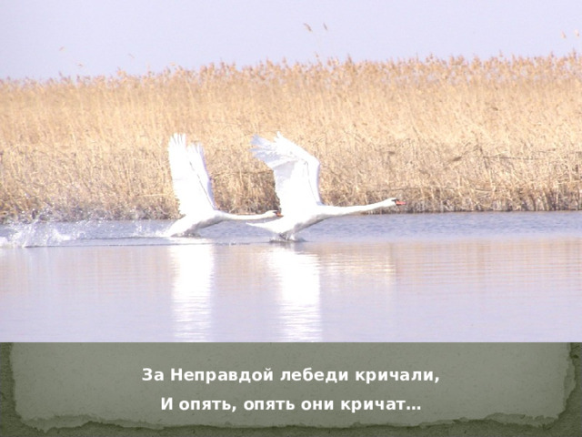 За Неправдой лебеди кричали, И опять, опять они кричат… 15 