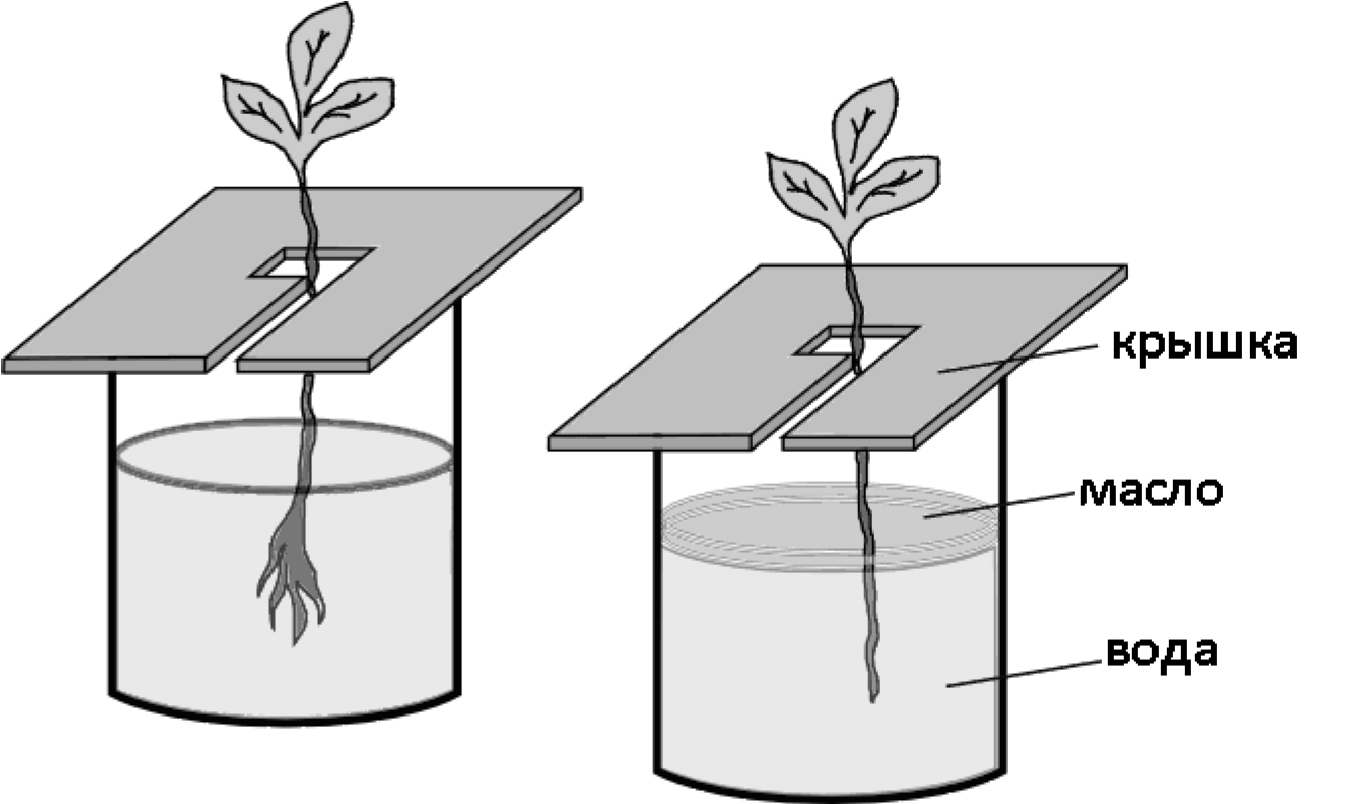 Вода в растении впр 6 класс биология. Опыты с растениями ВПР. Опыты с корнями растений. Опыт с водой маслом и растением. Опыты с водой и растениями.